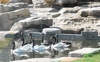 duck exhibit